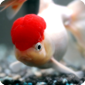 coldwater fish