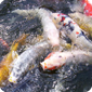 pond fish