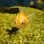 goldfish