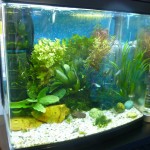 Planted tank