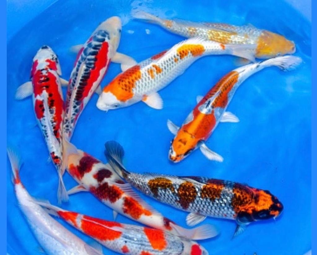 JAPANESE KOI 3545cm Victor Aquatics