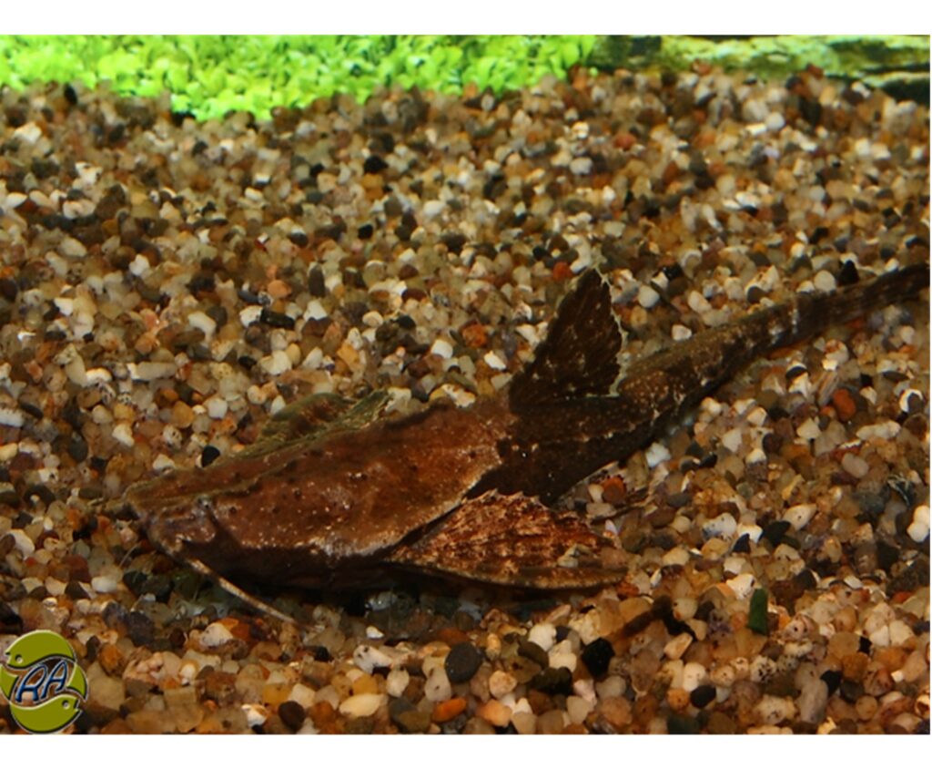 Banjo Catfish Victor Aquatics