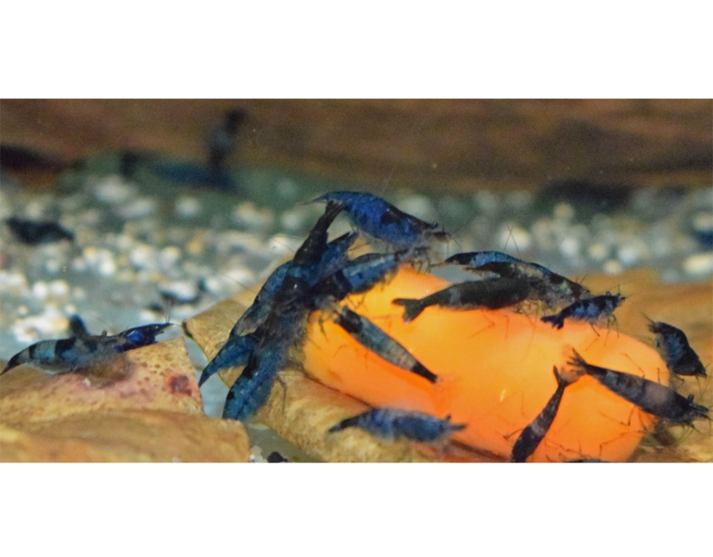 Blue Rilli Shrimp