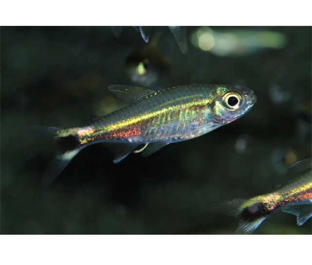 Costello Tetra Victor Aquatics
