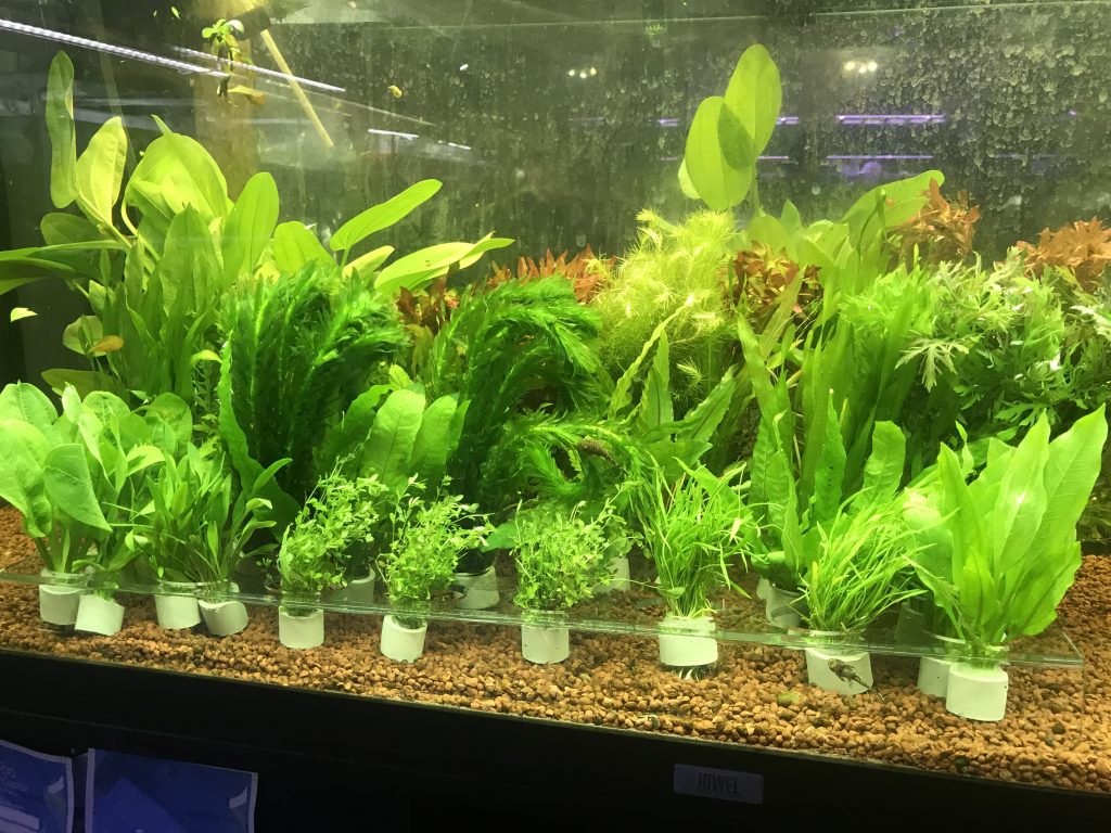 Assorted Plants Victor Aquatics