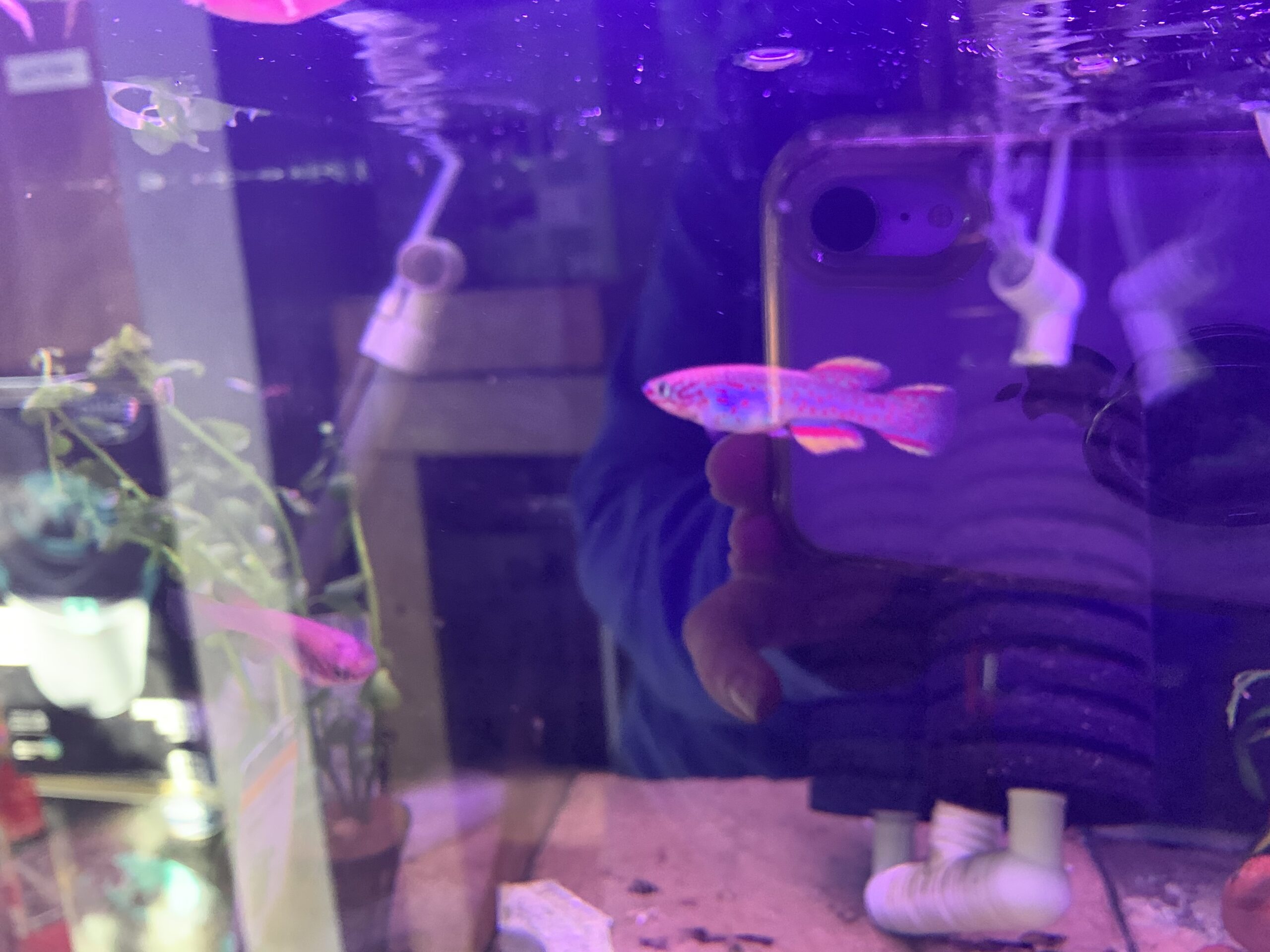 Steel Blue Lyretail Killifish Pair Victor Aquatics