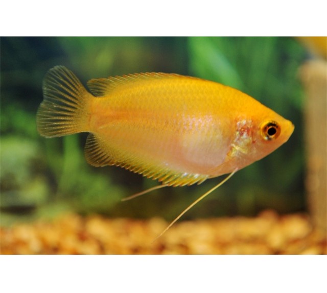 Honey gourami on sale
