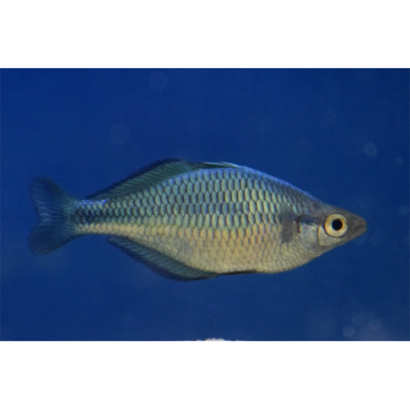 Rainbow Fish Victor Aquatics