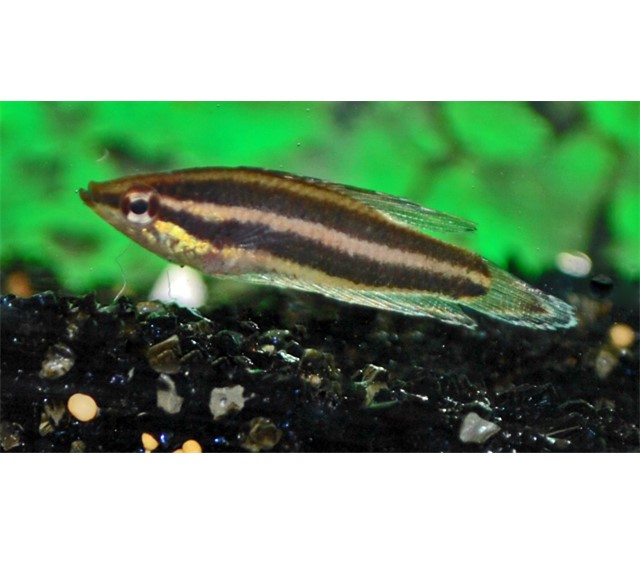 Licorice Gourami Victor Aquatics