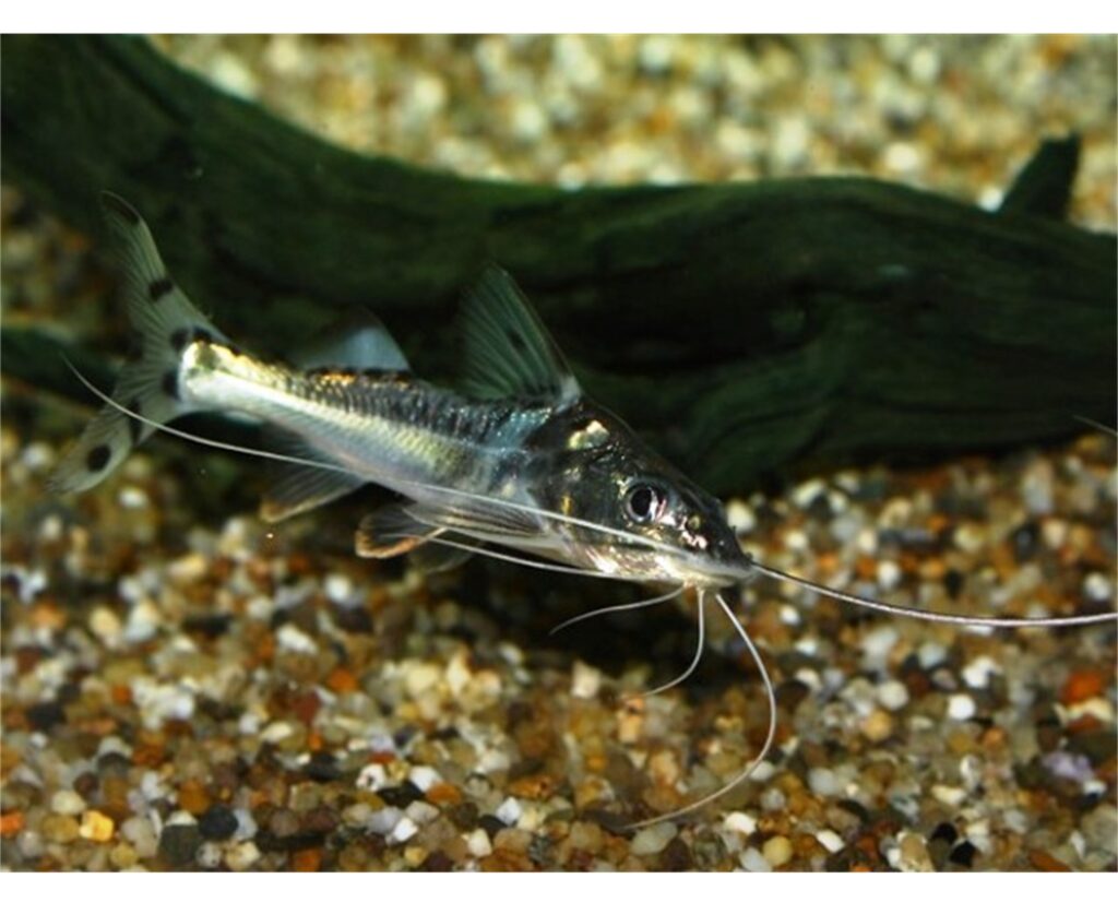 Pictus Catfish Victor Aquatics