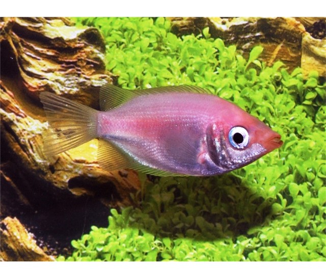 Pink Kissing Gourami Victor Aquatics