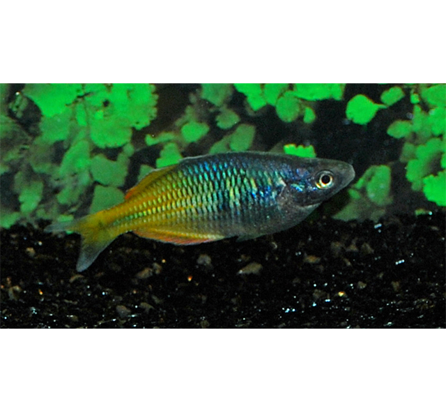Rainbow Fish Victor Aquatics