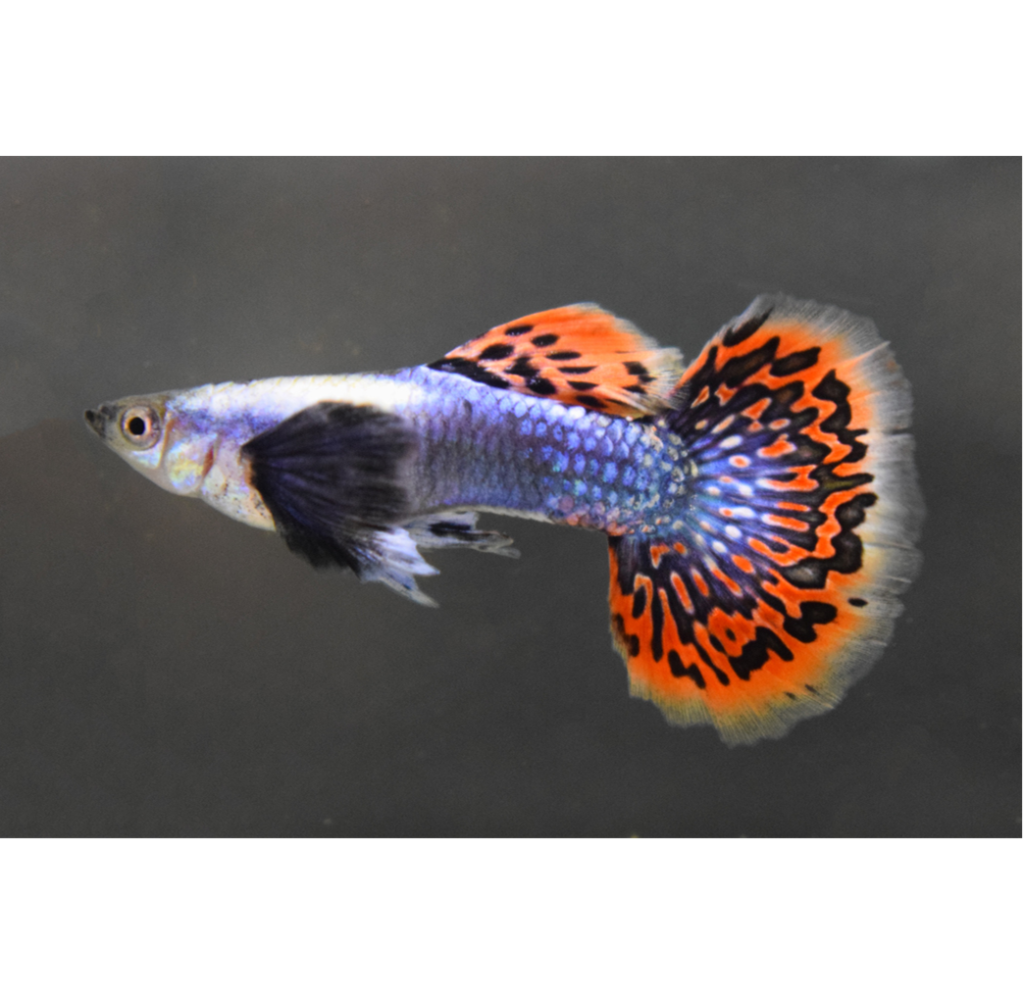 SP Dumbo Guppy Victor Aquatics