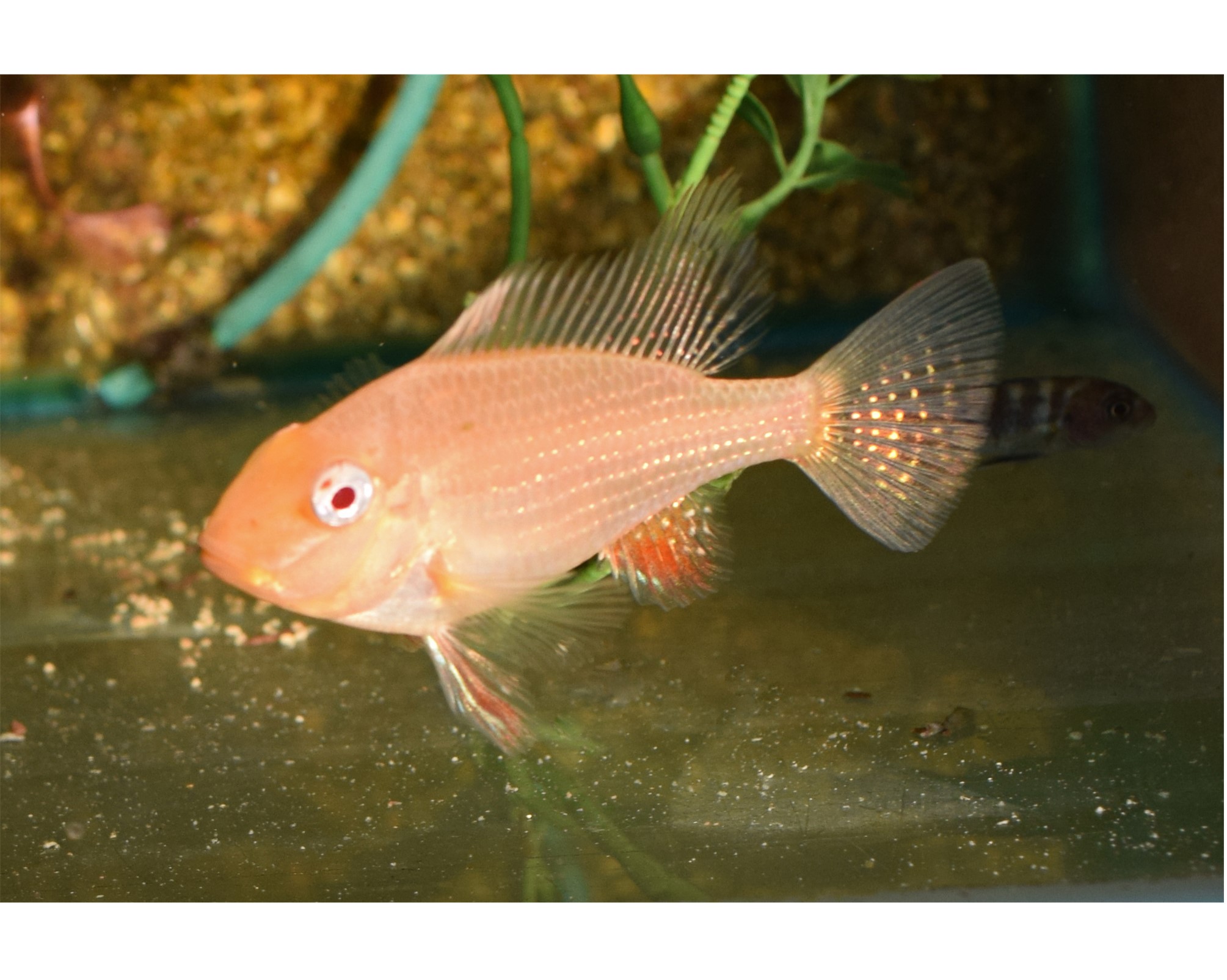 Heckelli Threadfin Acara Albino Cichlid Victor Aquatics