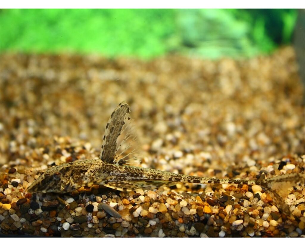 Whiptail Catfish Victor Aquatics