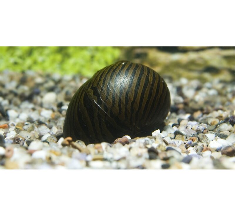Zebra Snail Victor Aquatics