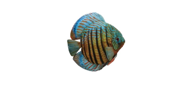 Discus Fish Plush