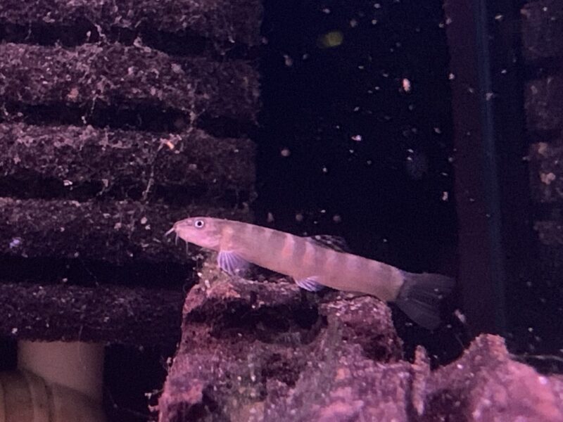 Triband Sumo Loach