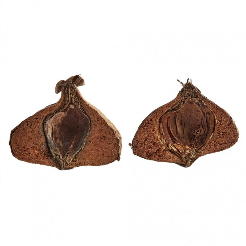 Natural Collection Negombo Tree Pods