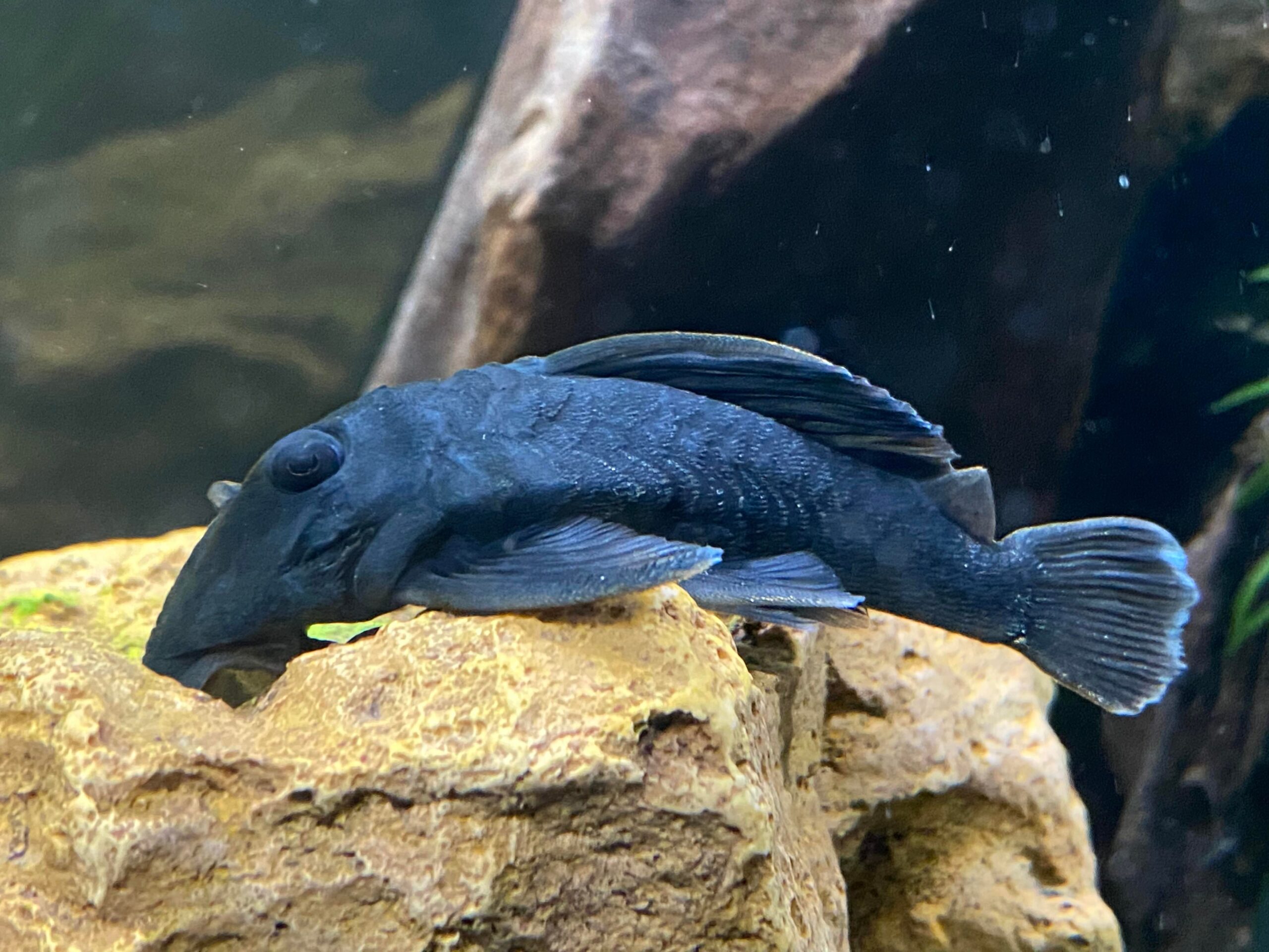 Blue Panaque L239 Victor Aquatics